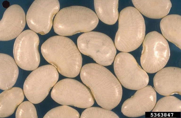 Lima Beans Large Mature Seeds Cooked Boiled With Salt Calorie